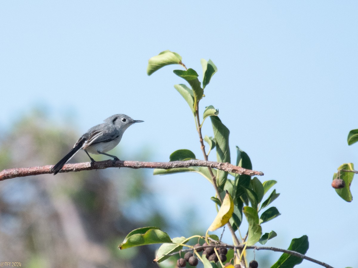 Cuban Gnatcatcher - ML623639414