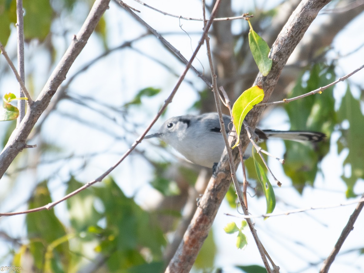 Cuban Gnatcatcher - ML623639415