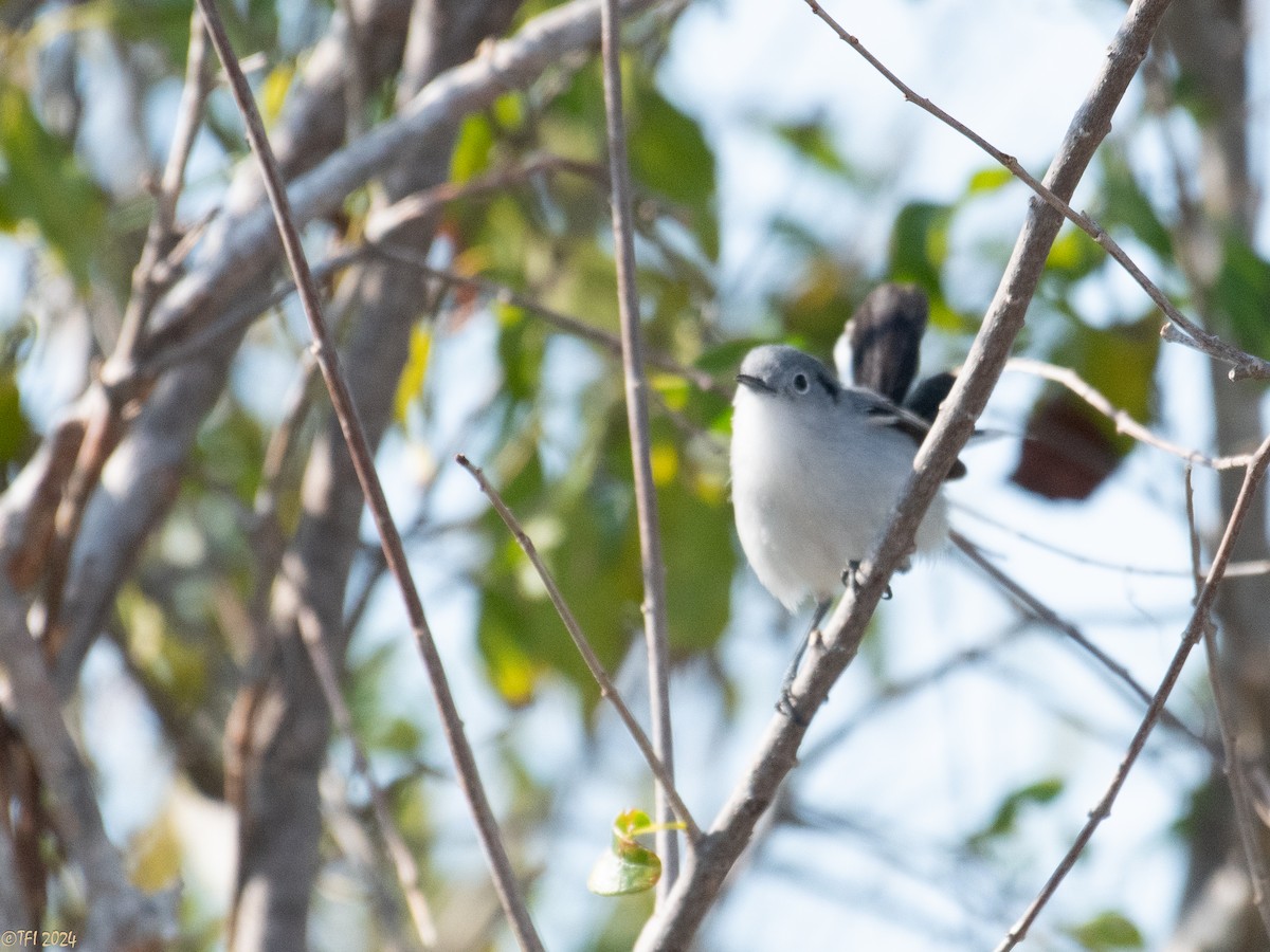 Cuban Gnatcatcher - ML623639418