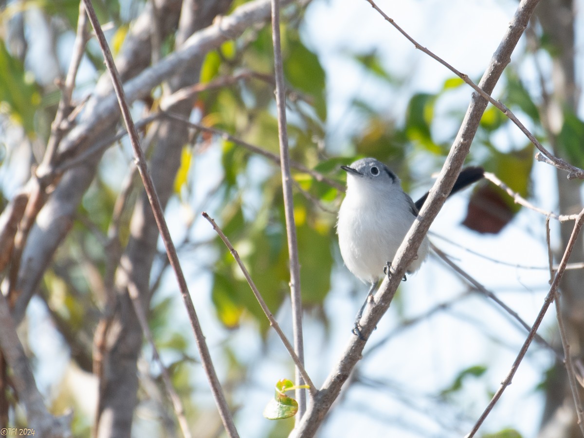 Cuban Gnatcatcher - ML623639421