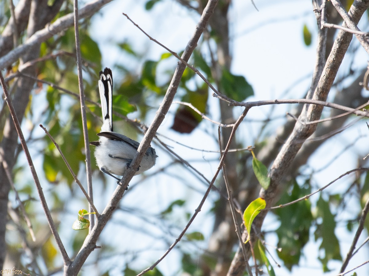 Cuban Gnatcatcher - ML623639422