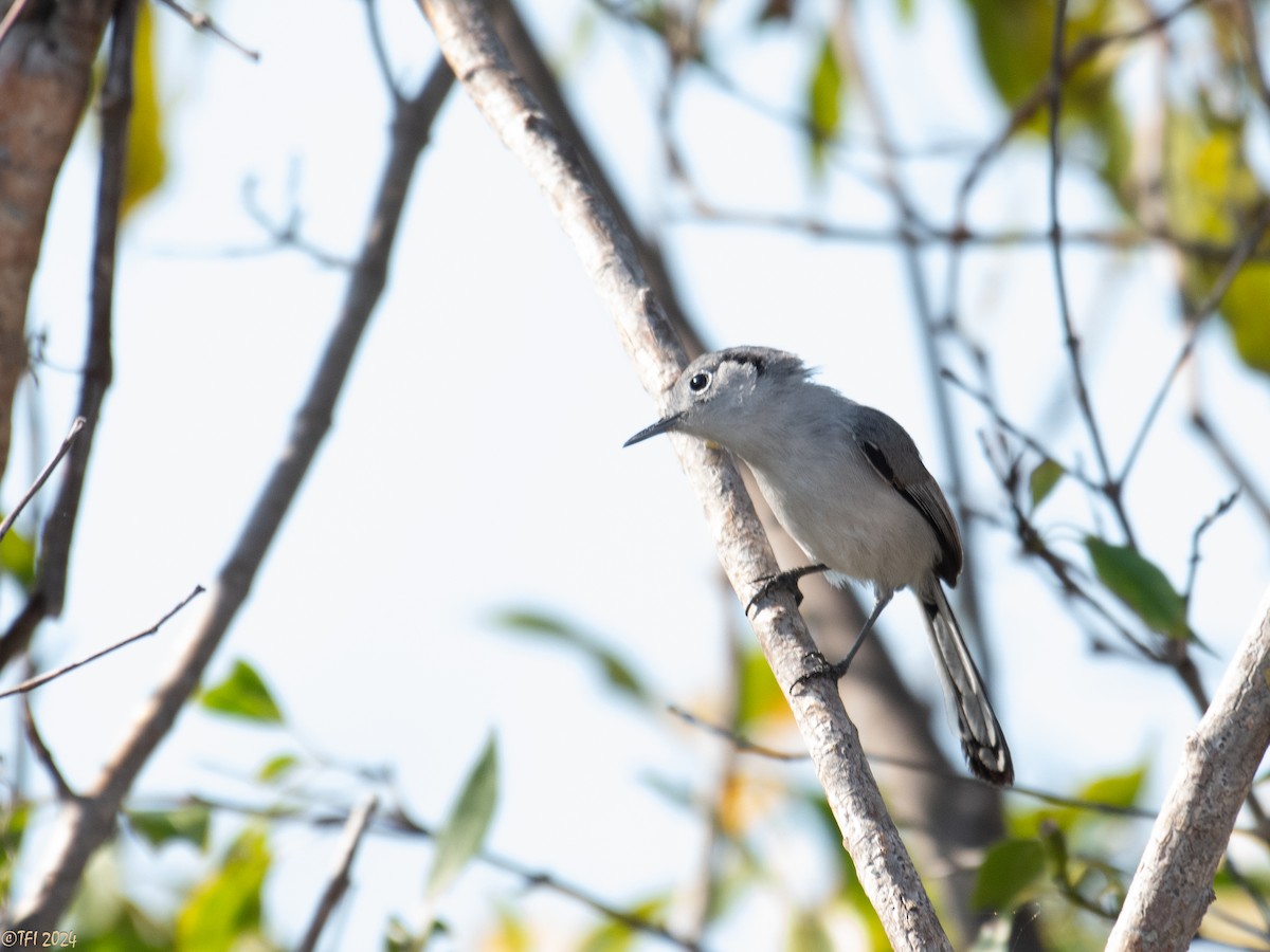 Cuban Gnatcatcher - ML623639428