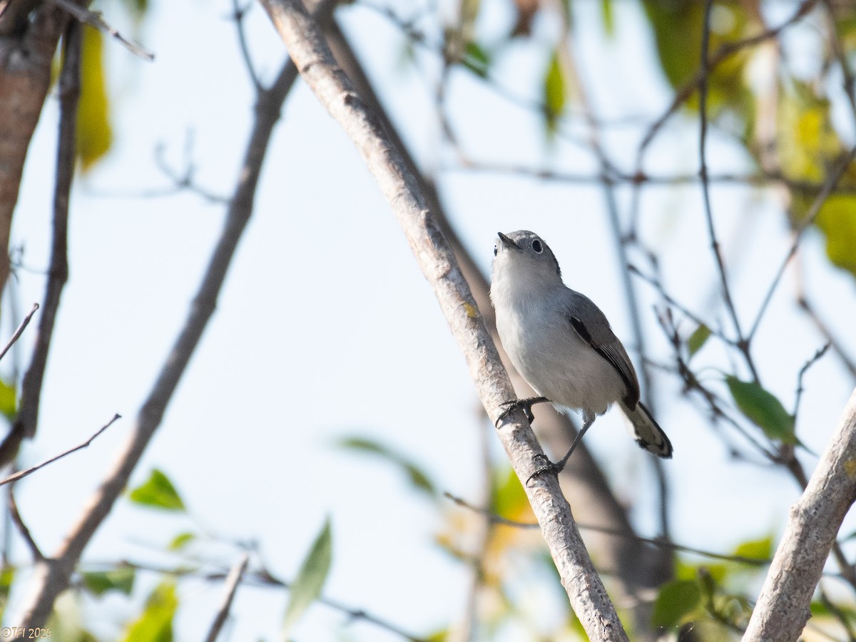 Cuban Gnatcatcher - ML623639429