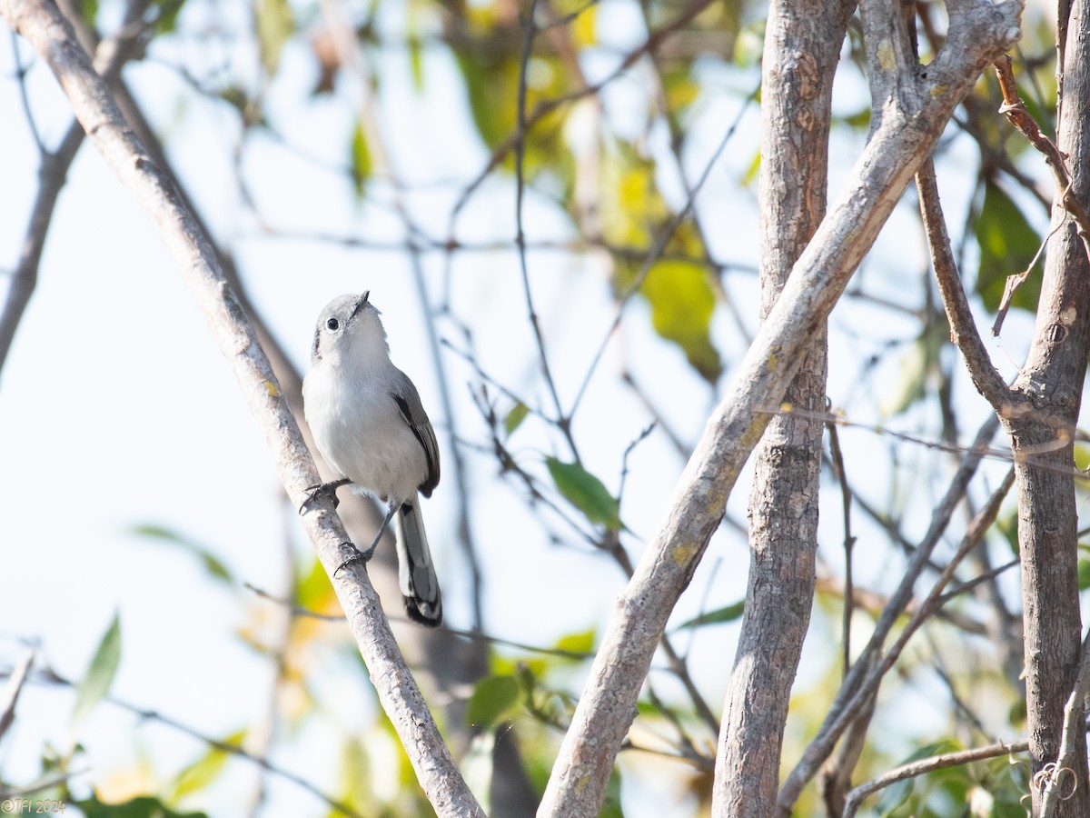 Cuban Gnatcatcher - ML623639451