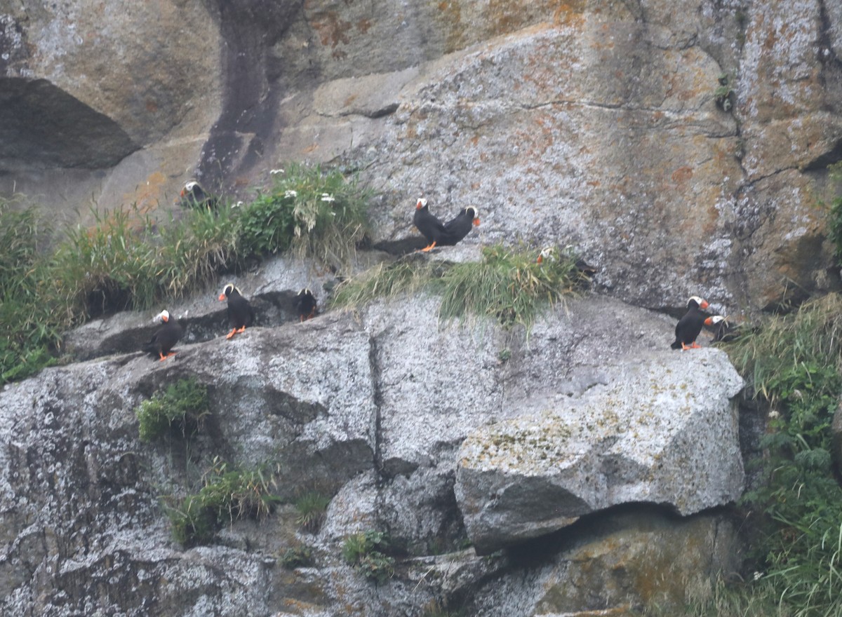 Tufted Puffin - ML623639456