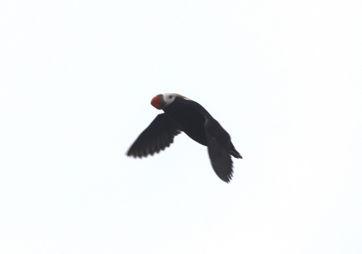 Tufted Puffin - ML623639464