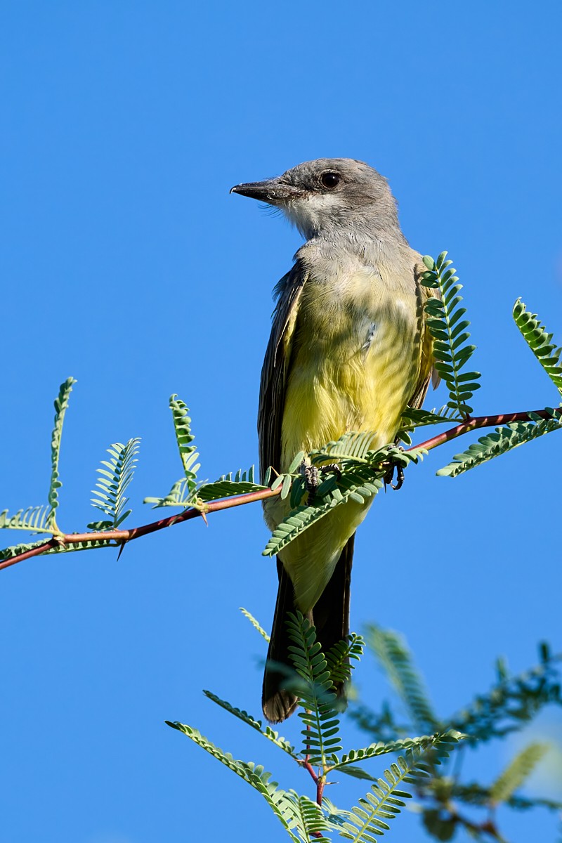 Cassin's Kingbird - ML623639465