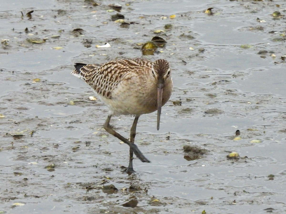 Bar-tailed Godwit - ML623639466