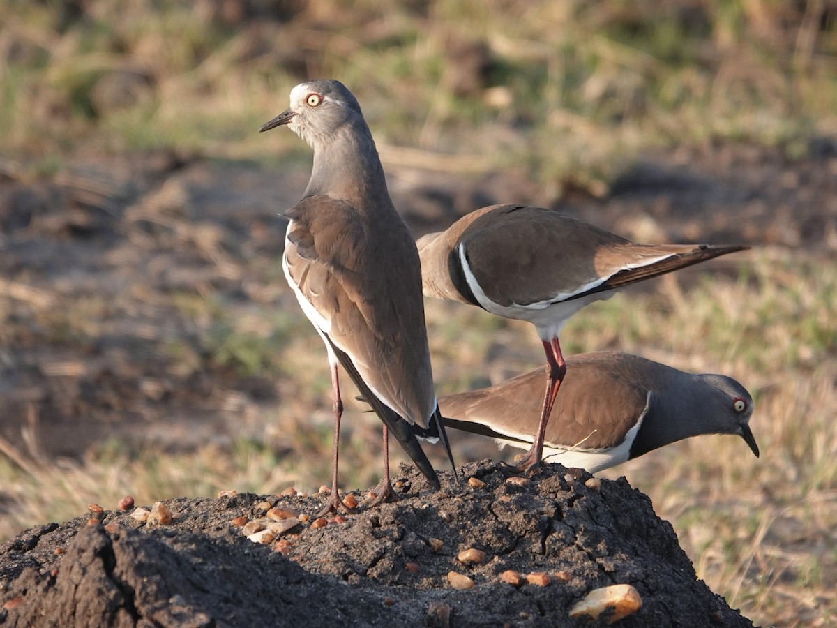 Black-winged Lapwing - ML623639467