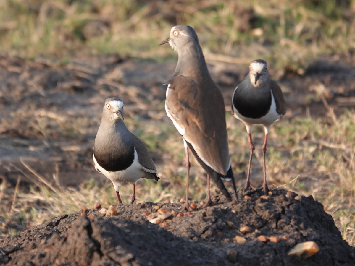 Black-winged Lapwing - ML623639468