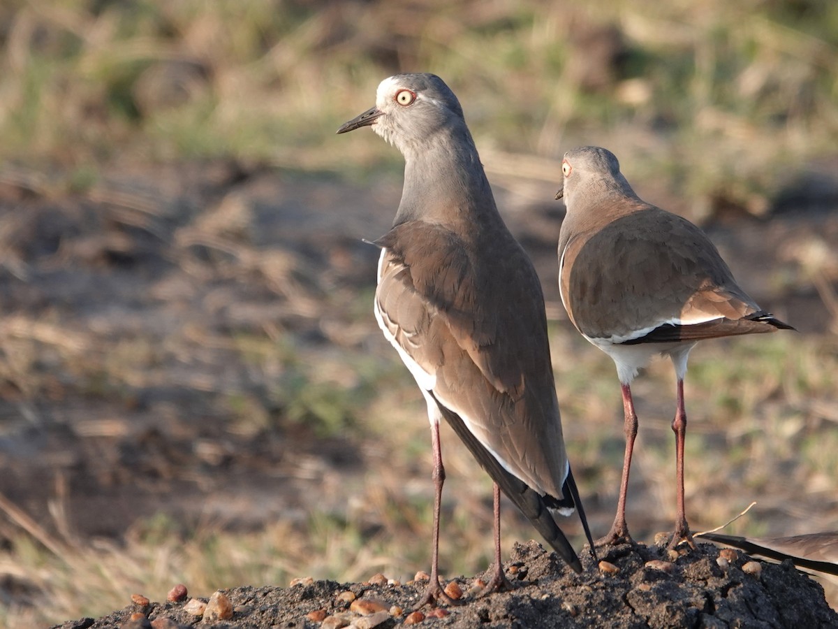 Black-winged Lapwing - ML623639469