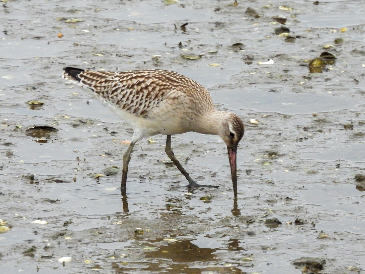 Bar-tailed Godwit - ML623639470