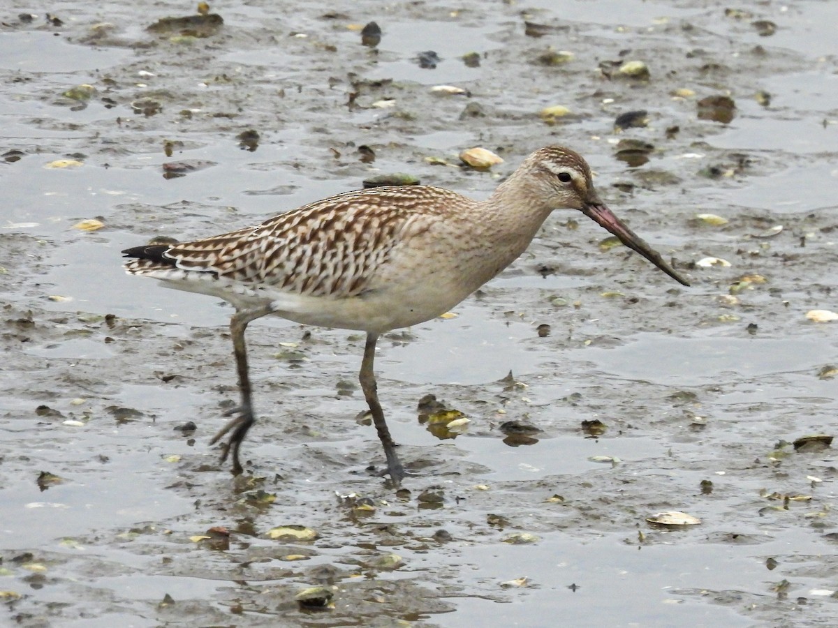 Bar-tailed Godwit - ML623639471