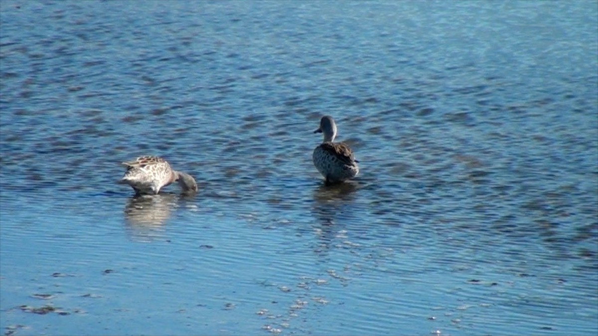 Cape Teal - Paul Slichter