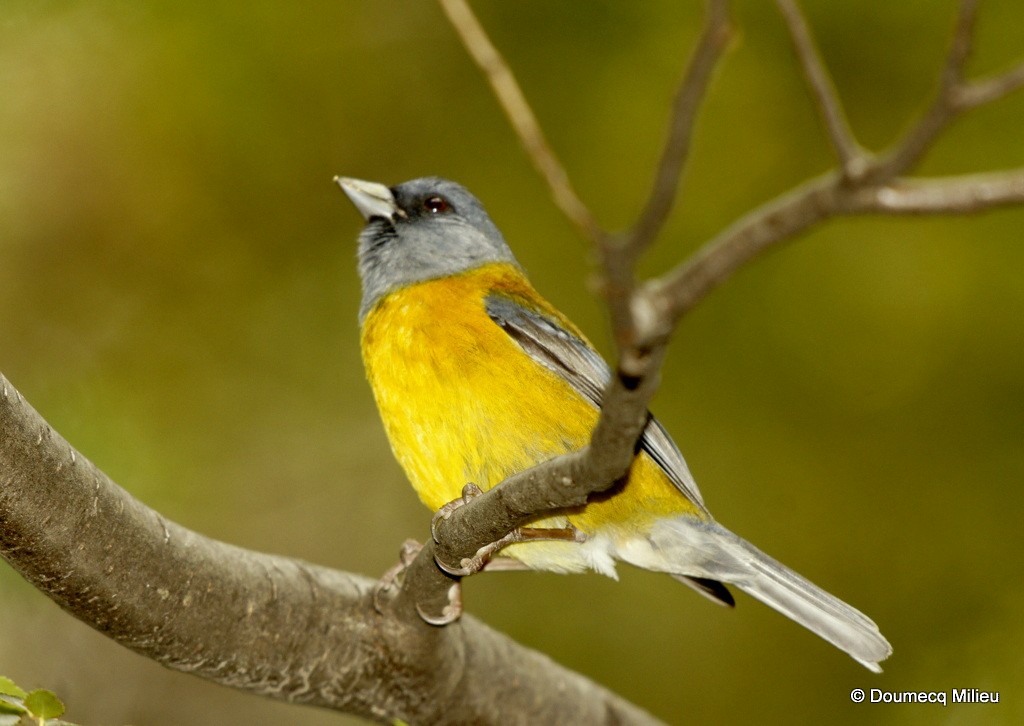 Gray-hooded Sierra Finch - ML62363951