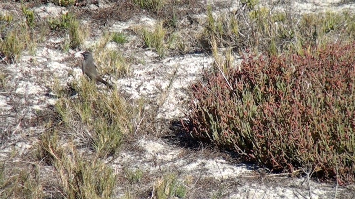 Karoo Scrub-Robin - ML623639512