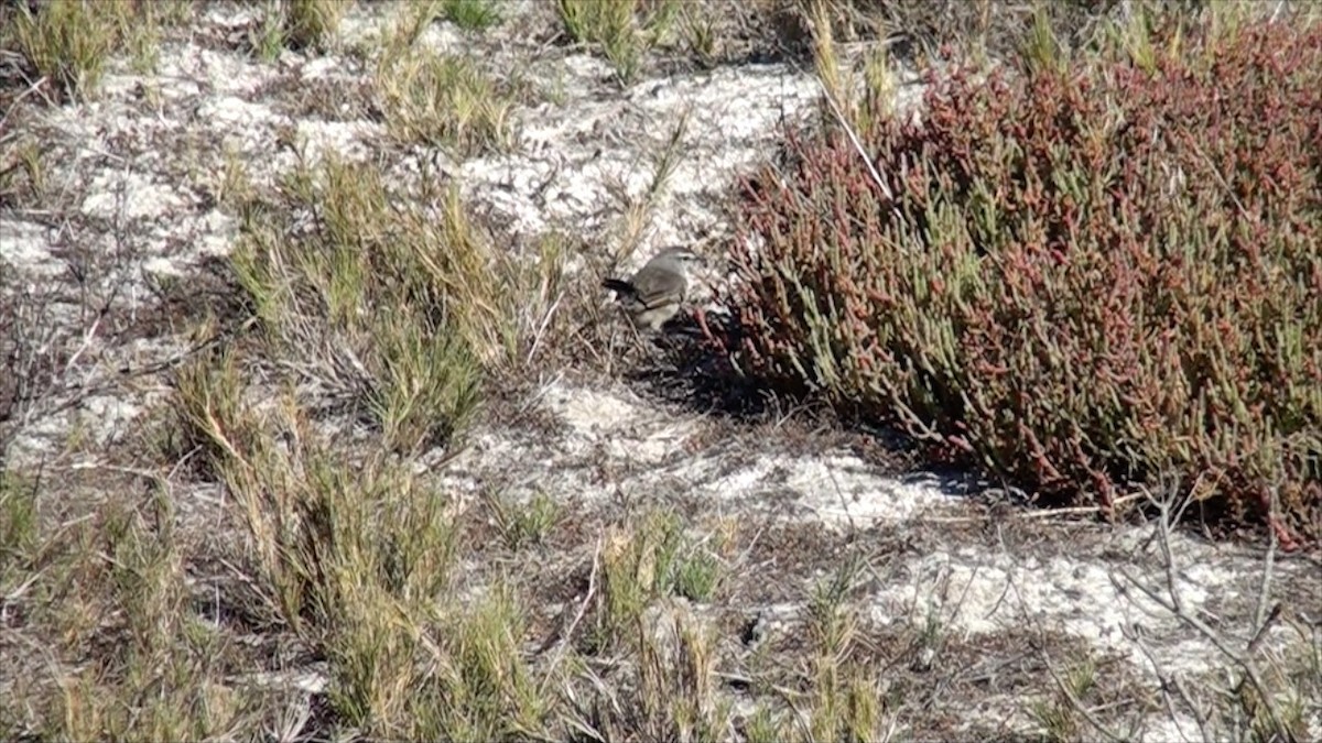 Karoo Scrub-Robin - ML623639513