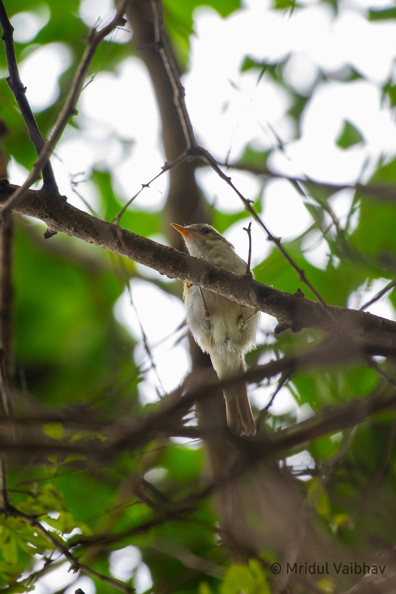 Western Crowned Warbler - ML623639526