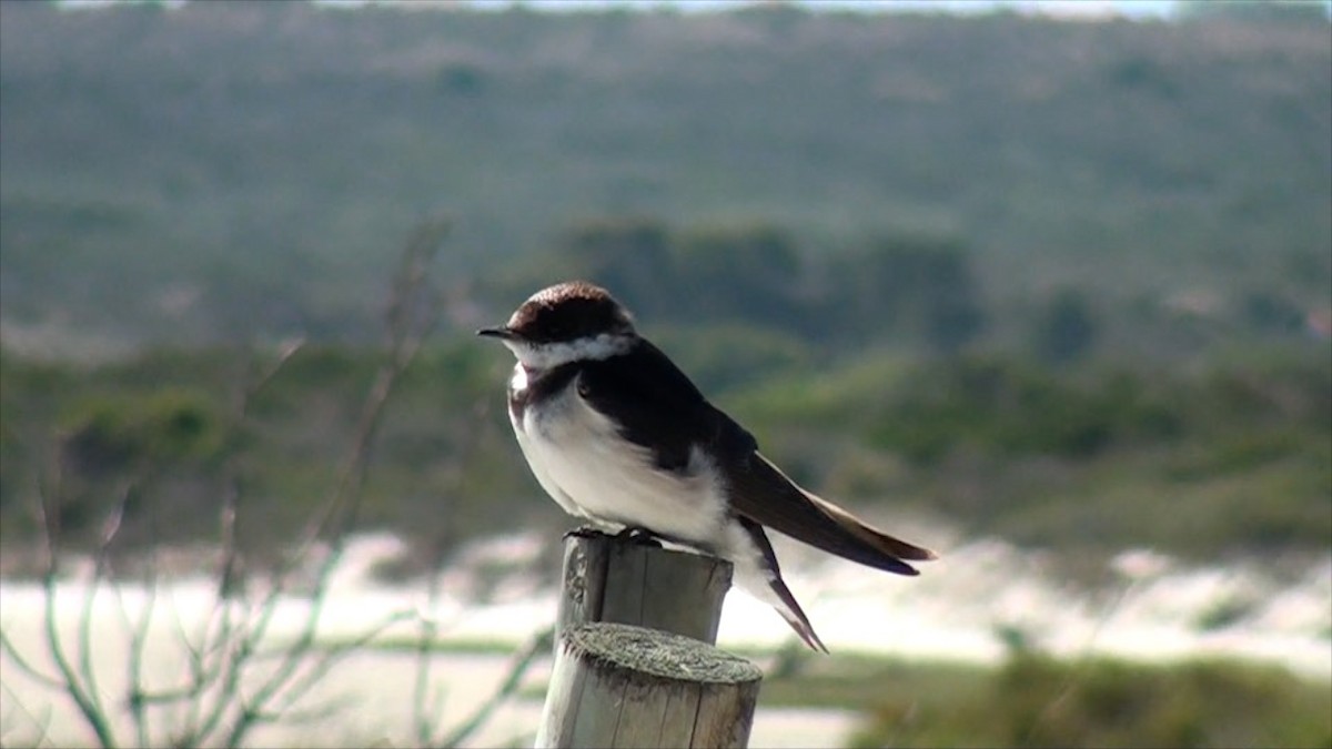 White-throated Swallow - ML623639550