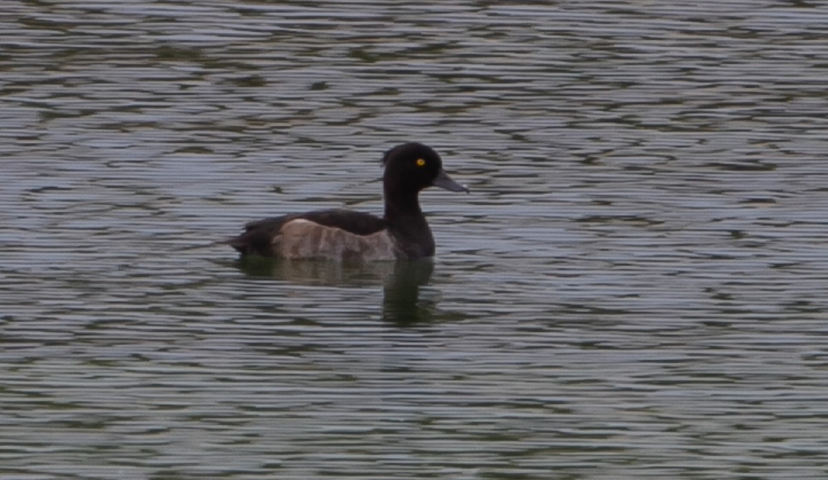 Tufted Duck - ML623639563