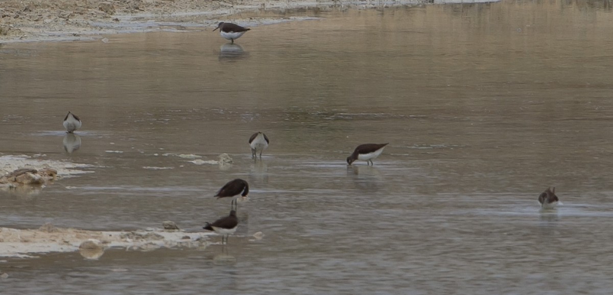Green Sandpiper - ML623639569