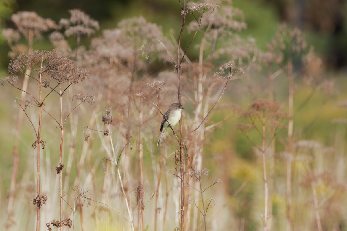 Eastern Phoebe - ML623639589