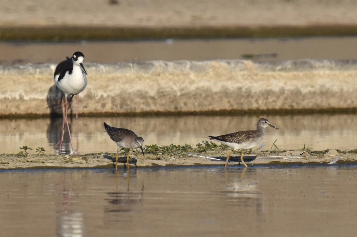 gulbeinsnipe - ML623639600