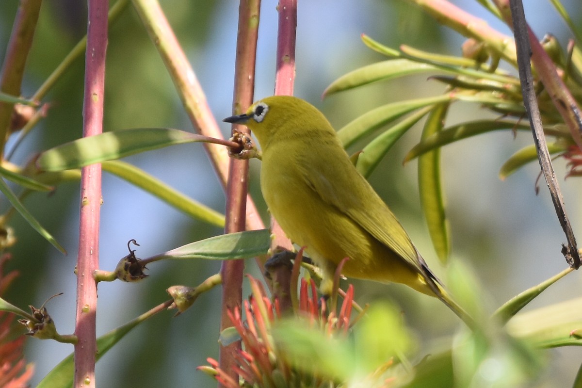 Southern Yellow White-eye - ML623639673