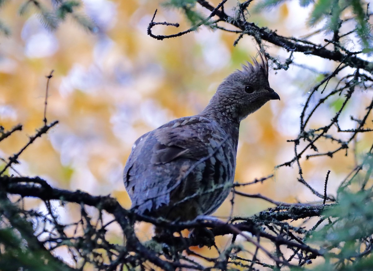 Ruffed Grouse - ML623639679