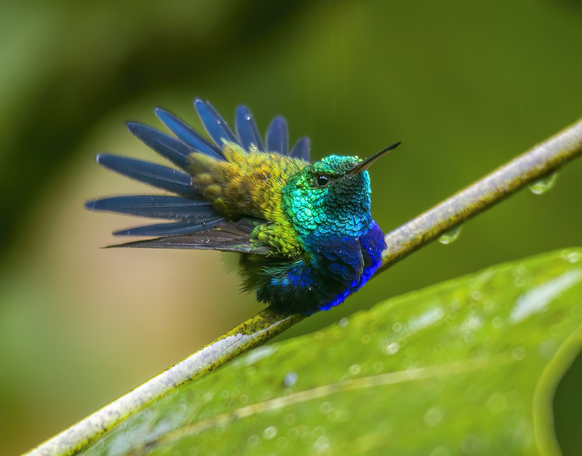 Violet-bellied Hummingbird - Andres Vasquez Noboa