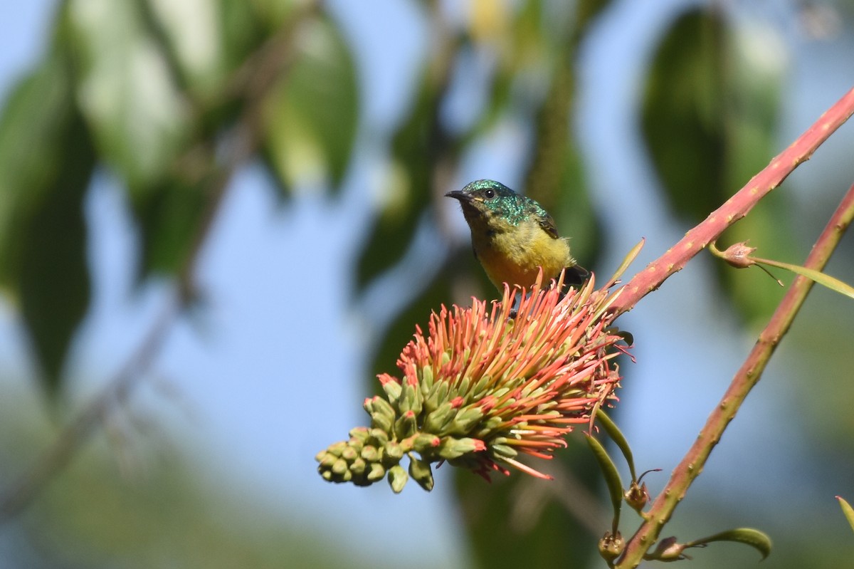 Collared Sunbird - isaac kilusu