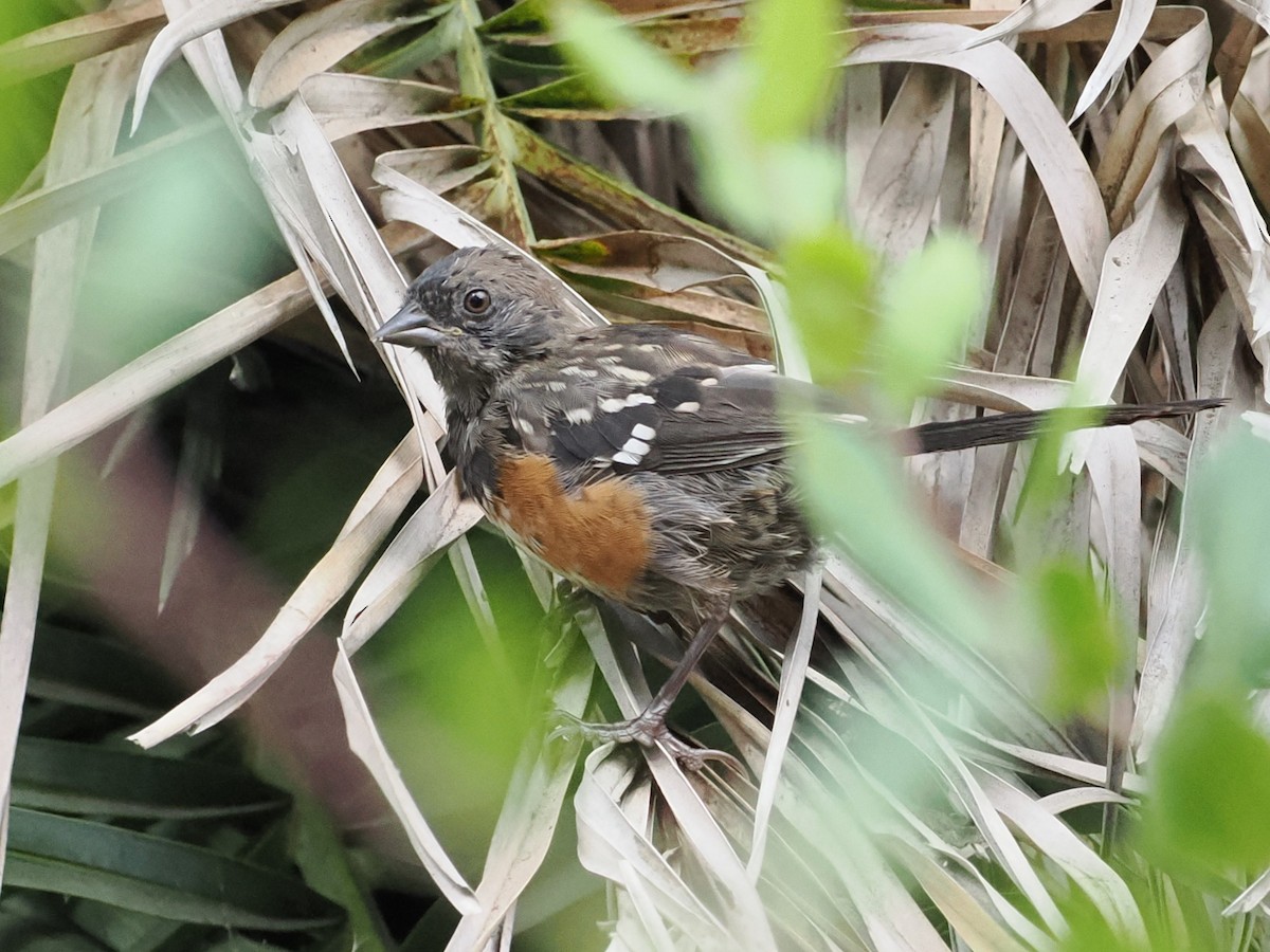 Spotted Towhee - ML623639690