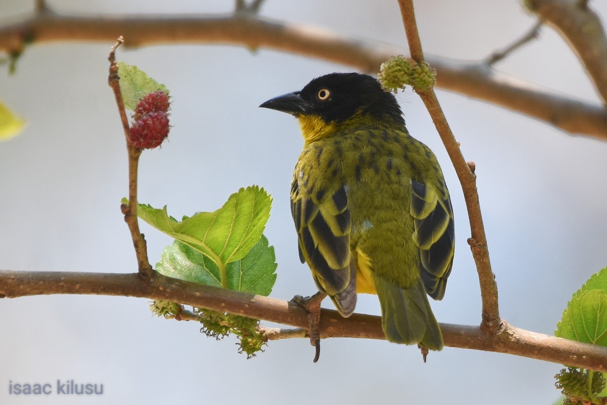 Baglafecht Weaver - ML623639701