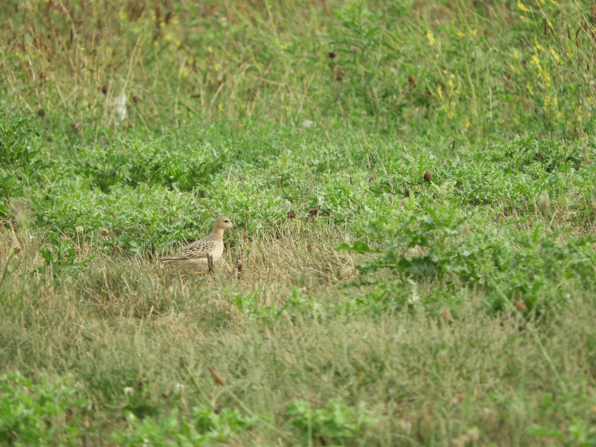 Buff-breasted Sandpiper - ML623639723