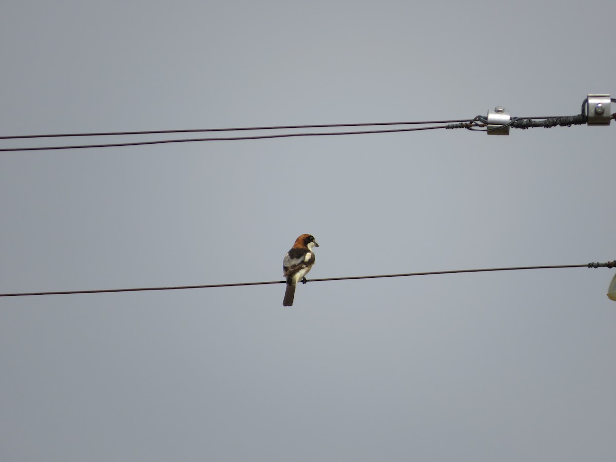 Woodchat Shrike - ML623639757