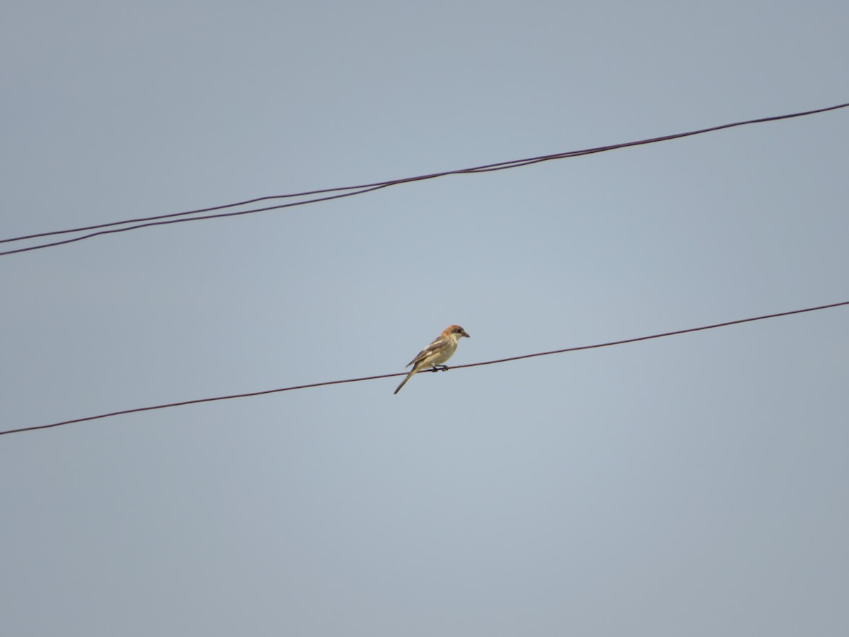 Woodchat Shrike - ML623639758