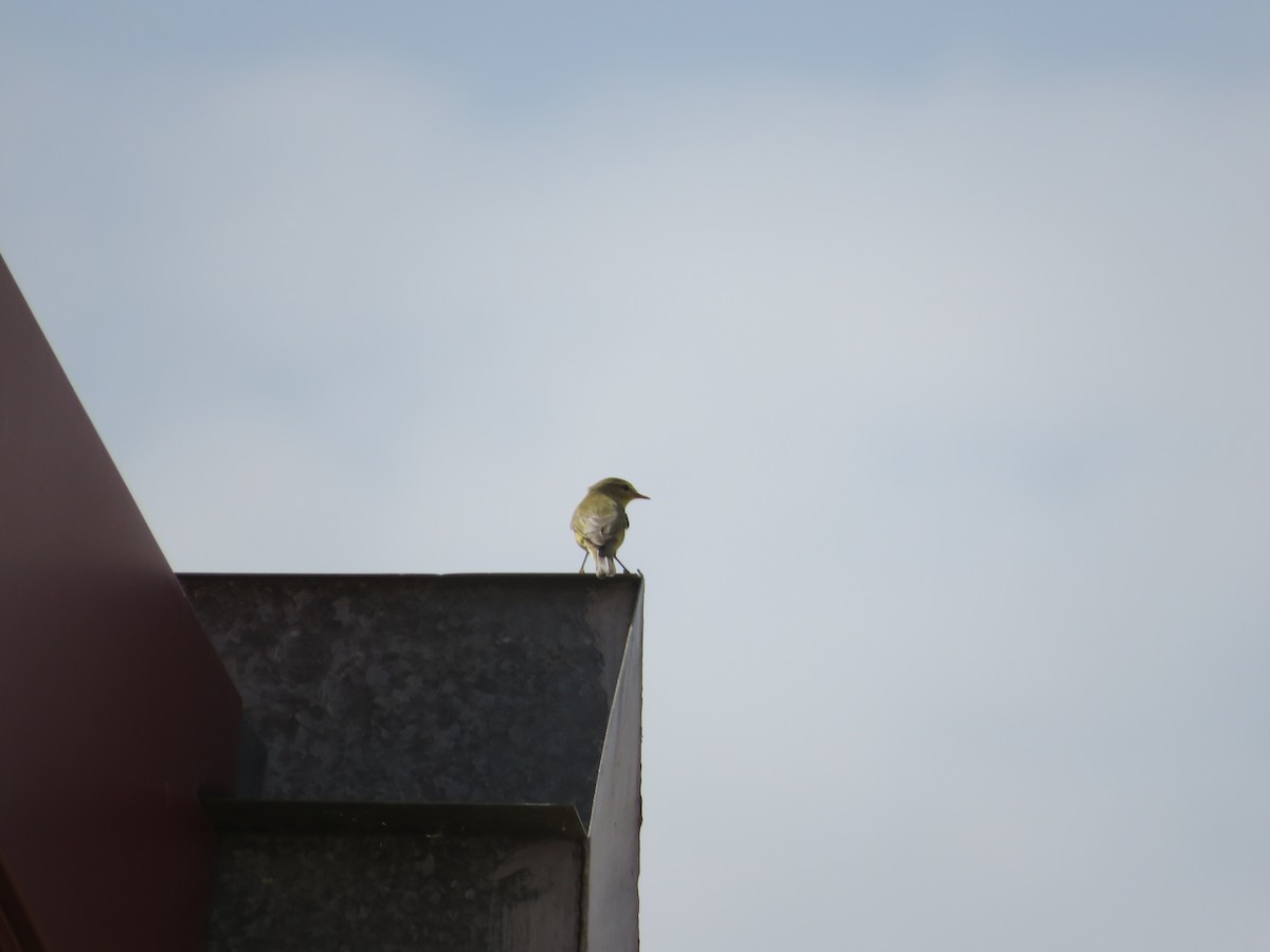 Willow Warbler - Samuel de la Calle San José