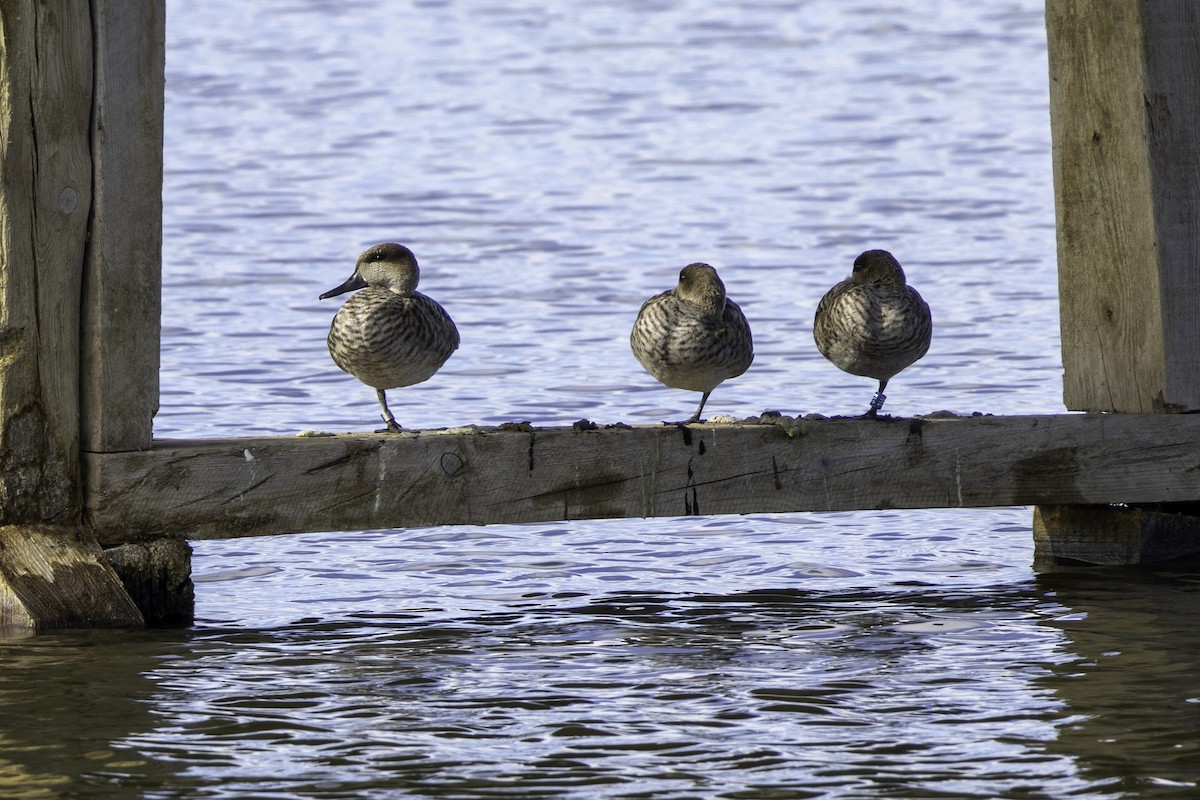 Marbled Duck - ML623639771