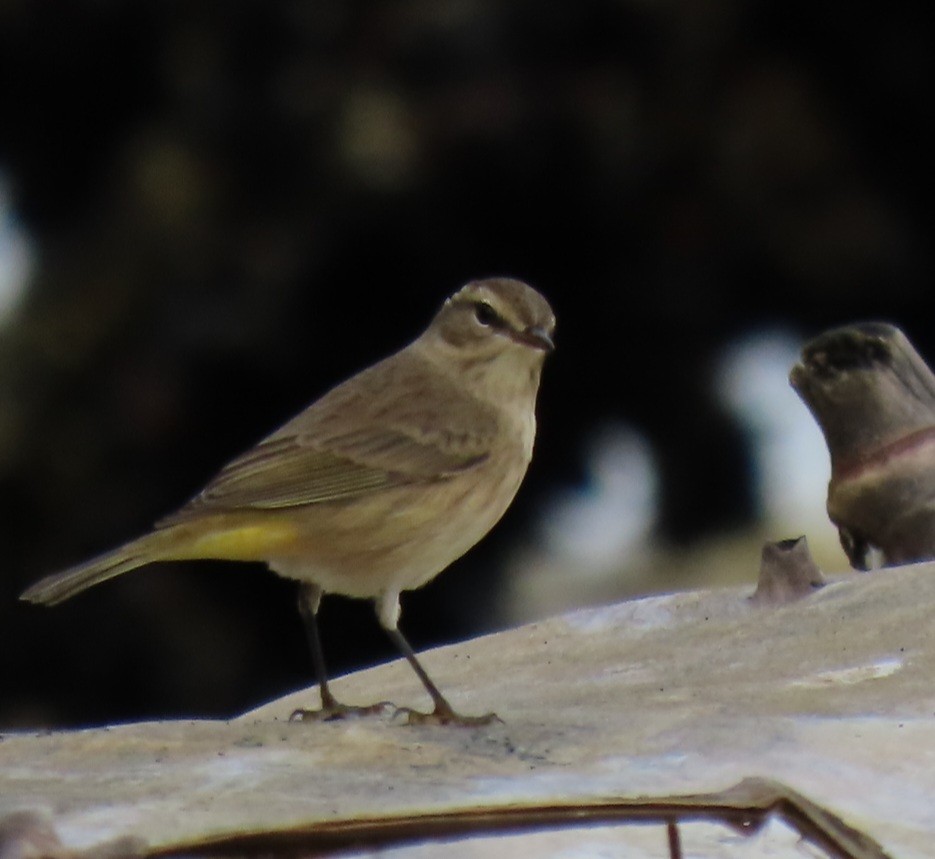 Palm Warbler - ML623639781