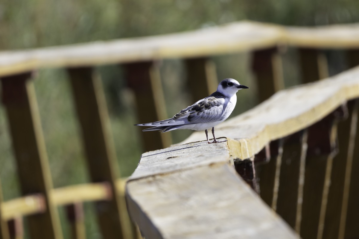 Whiskered Tern - ML623639830