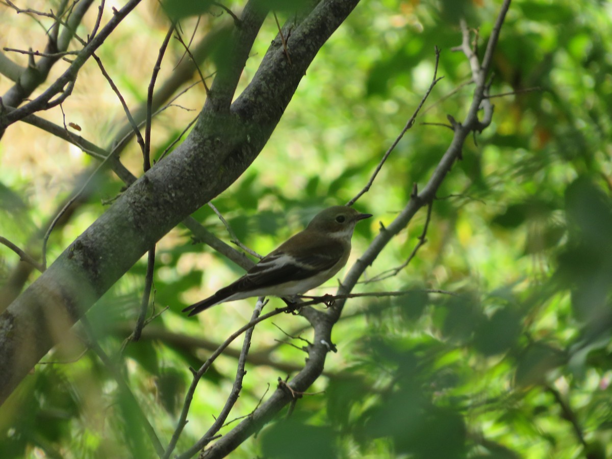 European Pied Flycatcher - ML623639838