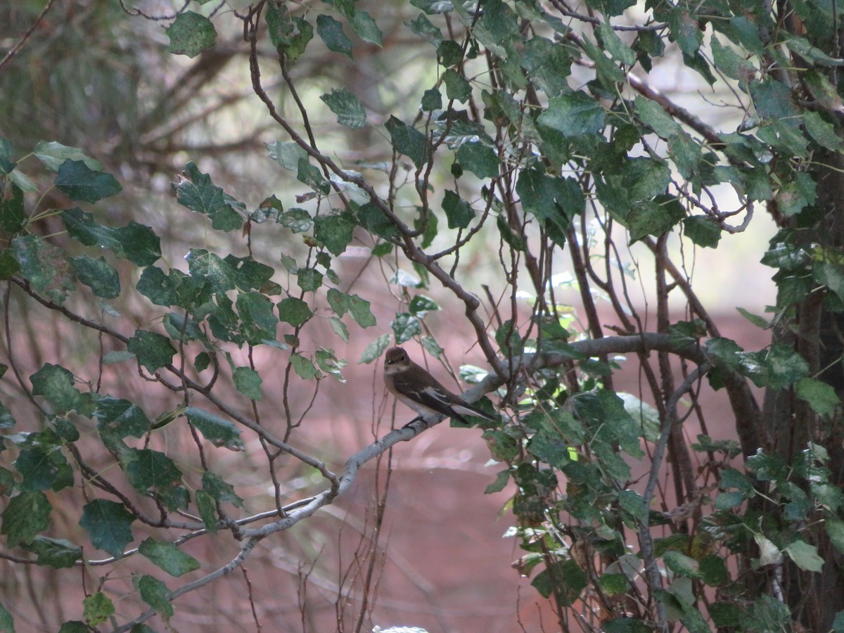 European Pied Flycatcher - Samuel de la Calle San José