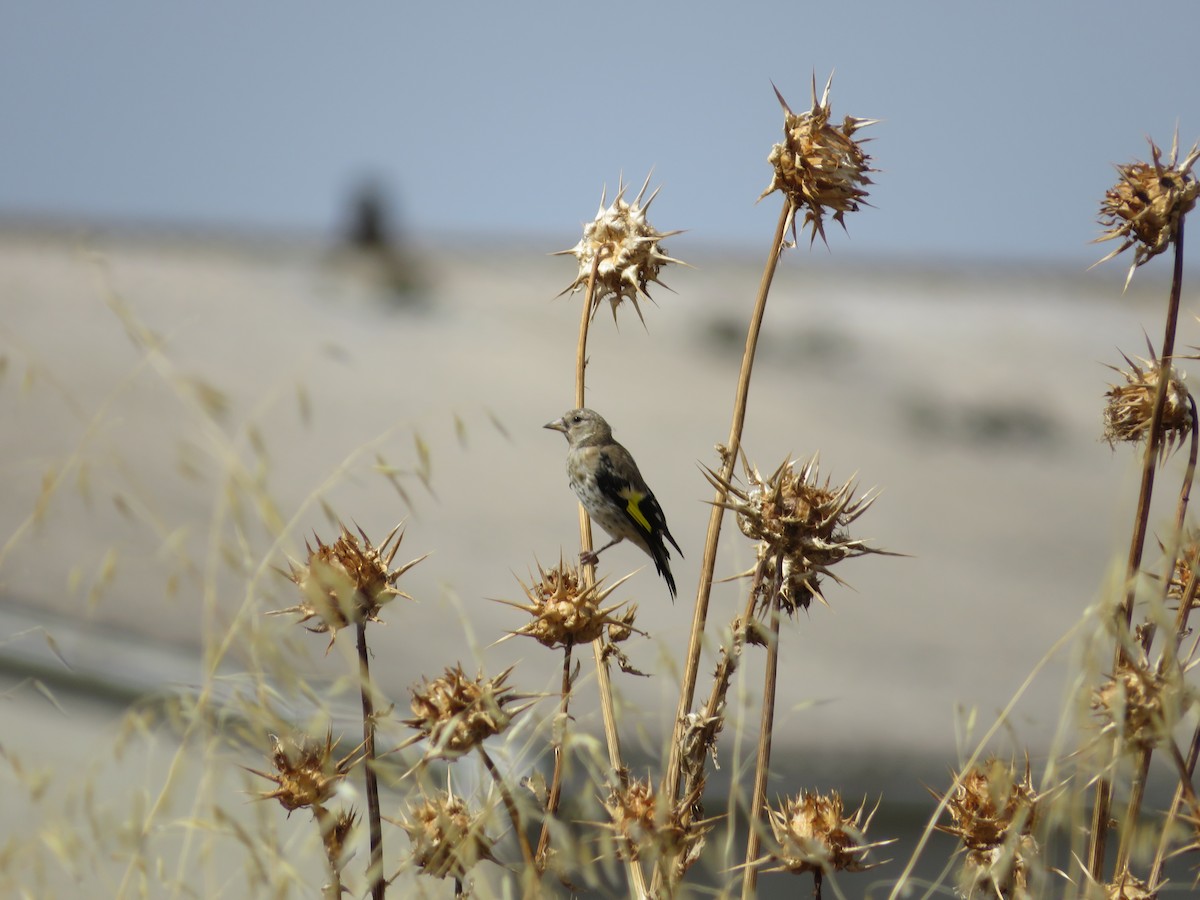 European Goldfinch - ML623639850