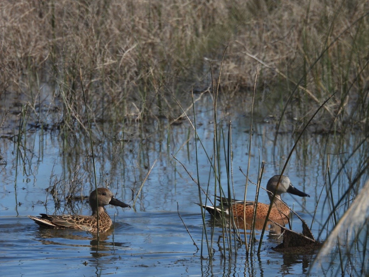 Red Shoveler - ML623639901