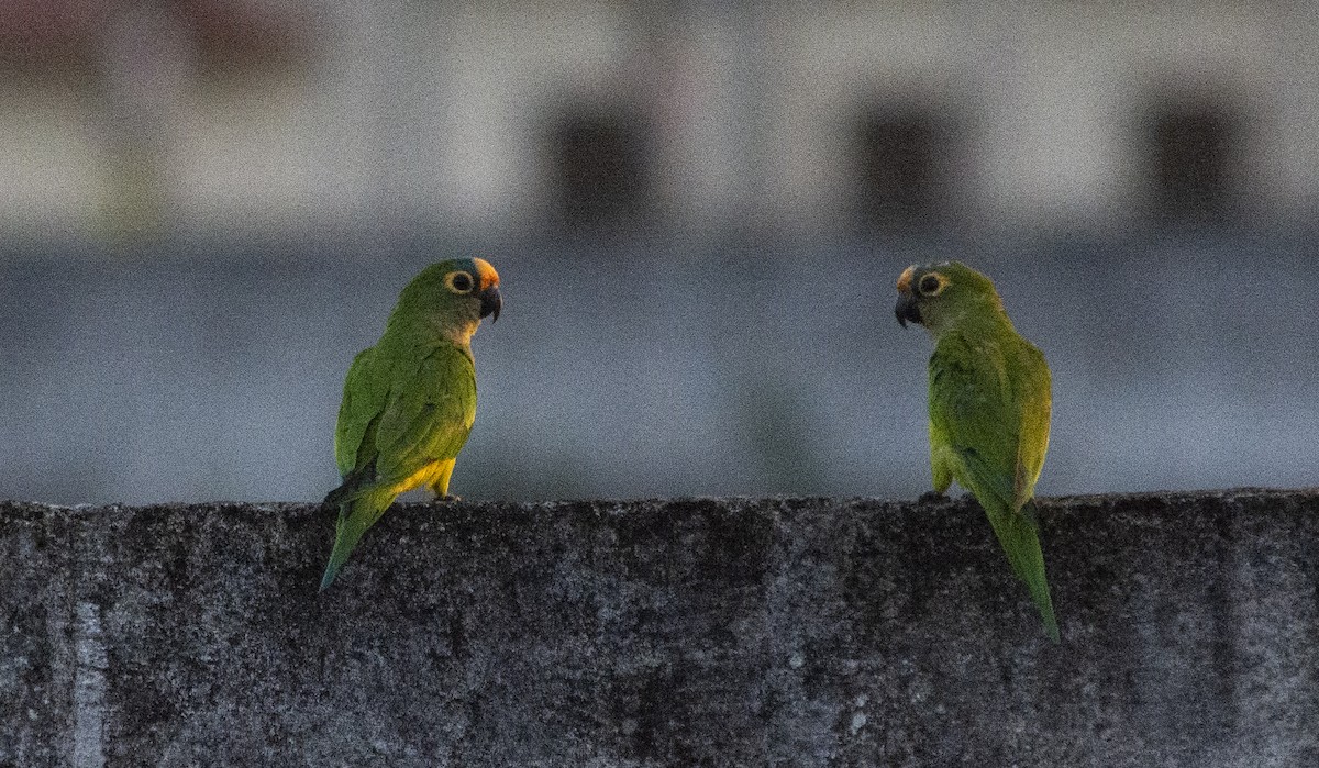 Peach-fronted Parakeet - ML623639923