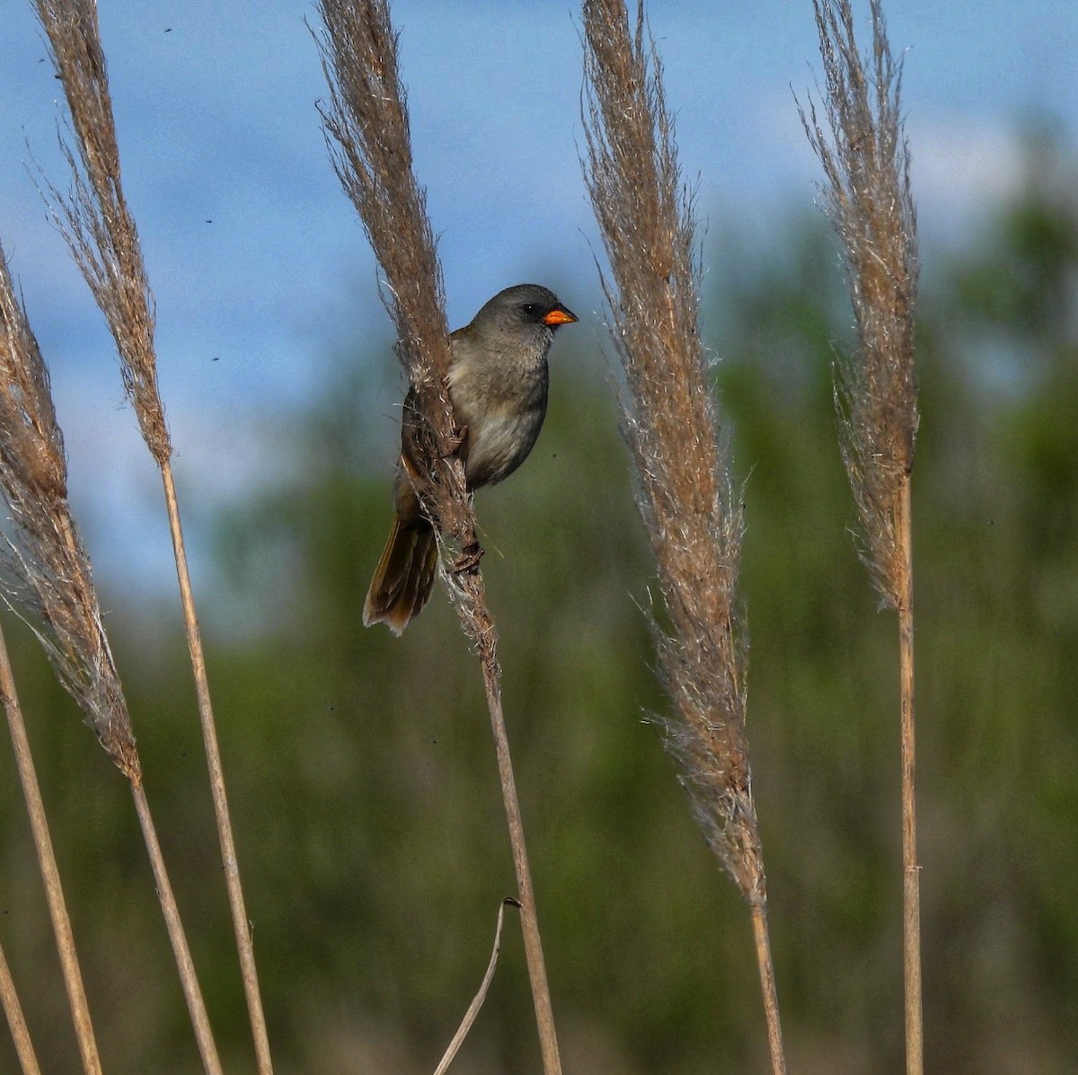 Great Pampa-Finch - ML623639989