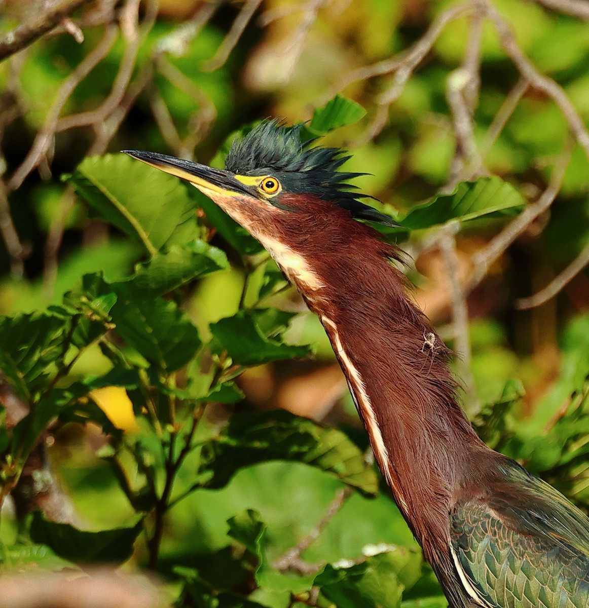 Green Heron - ML623639992