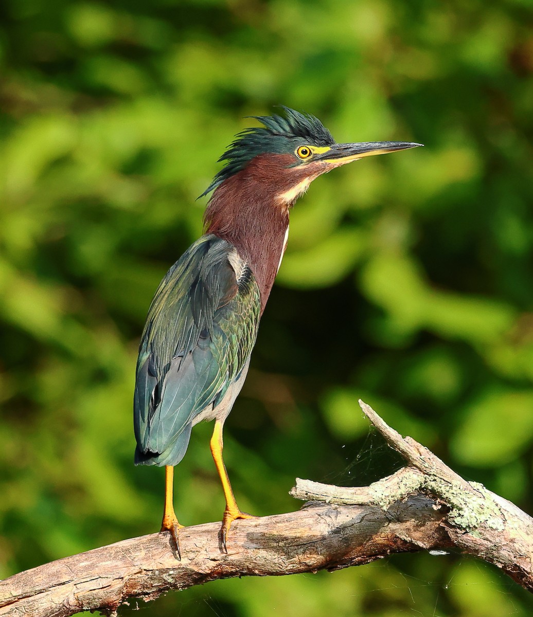 Green Heron - ML623639993