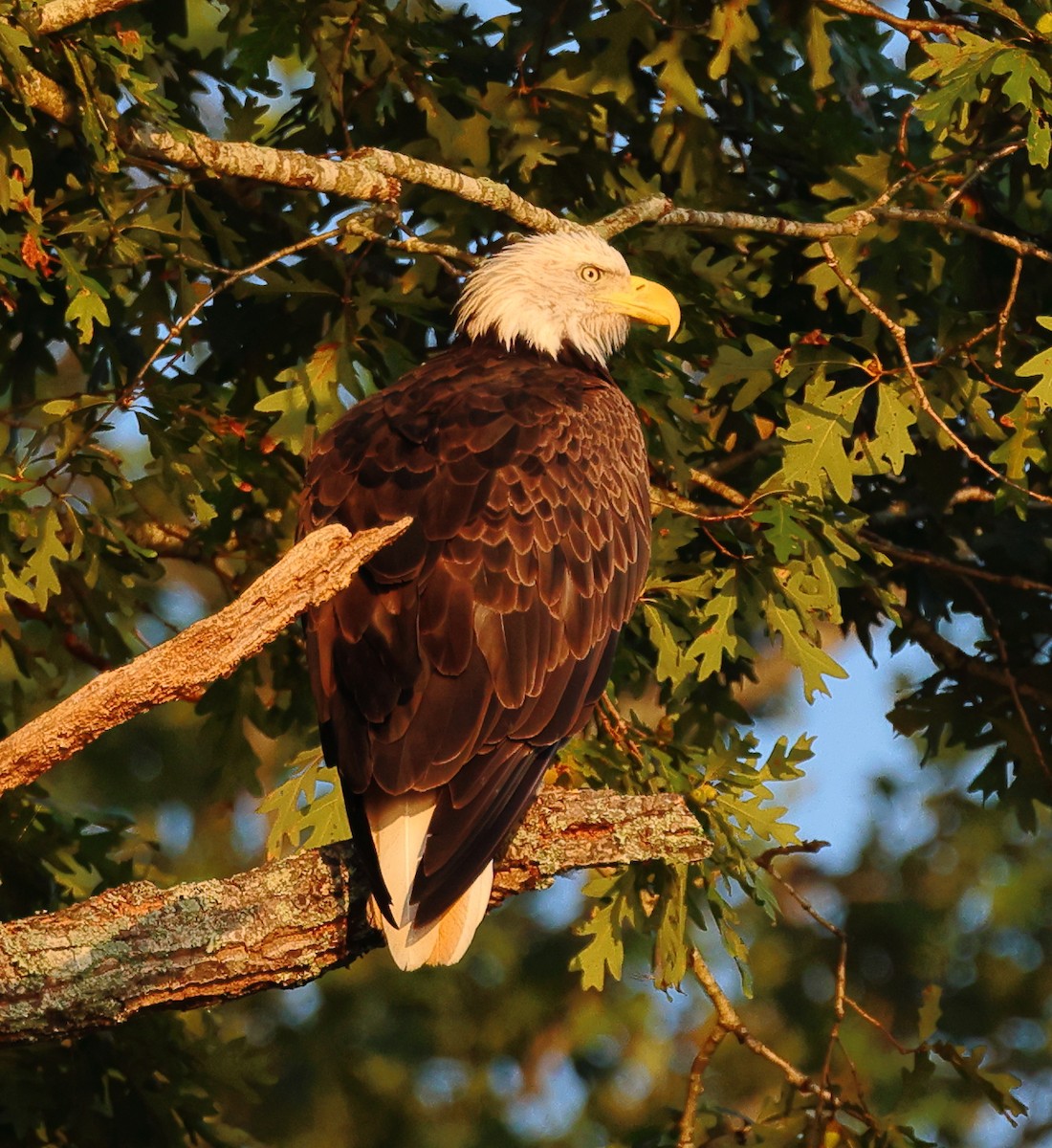 Bald Eagle - ML623640002