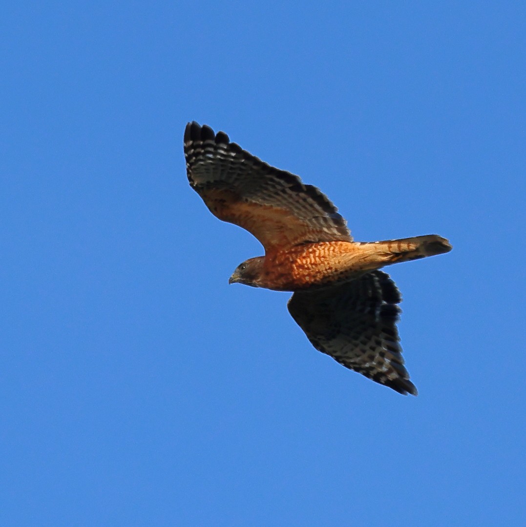 Red-shouldered Hawk - ML623640009